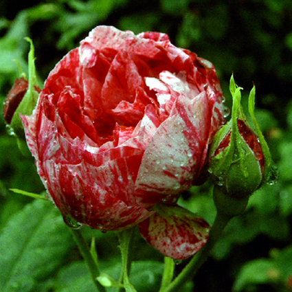 Photos Rosa - Rose