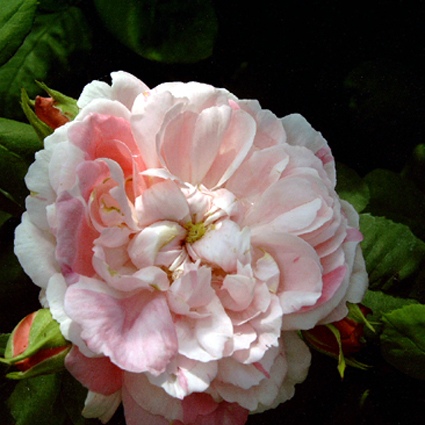 Photos Rosa - Rose