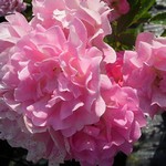 Photos Rosa