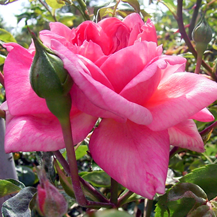 Photos Rosa - Rose