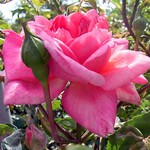 Photos Rosa