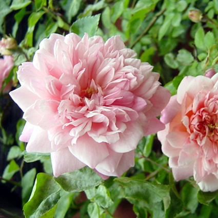 Photos Rosa - Rose