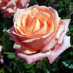 Photos Rosa