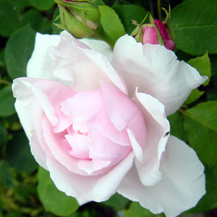 Photos Rosa - Rose