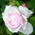 Fotos Rosa