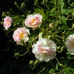 Photos Rosa - Rose