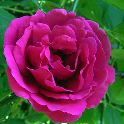 Photos Rosa - Rose