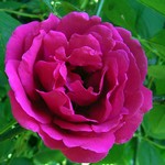 Photos Rosa