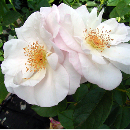 Photos Rosa - Rose
