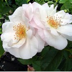 Photos Rosa