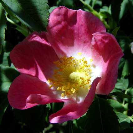 Photos Rosa pendulina - Rose
