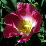 Photos Rosa pendulina