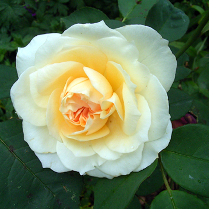 Photos Rosa - Rose