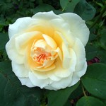 Photos Rosa