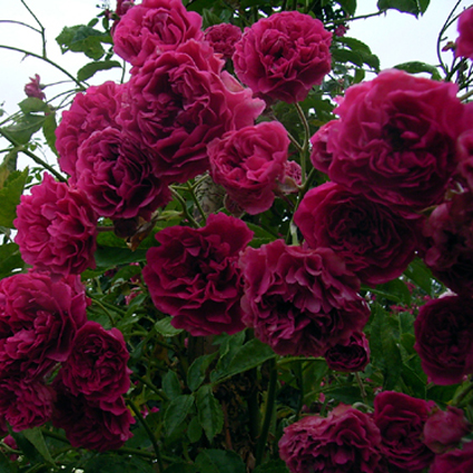 Photos Rosa - Rose