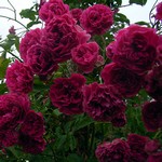 Photos Rosa