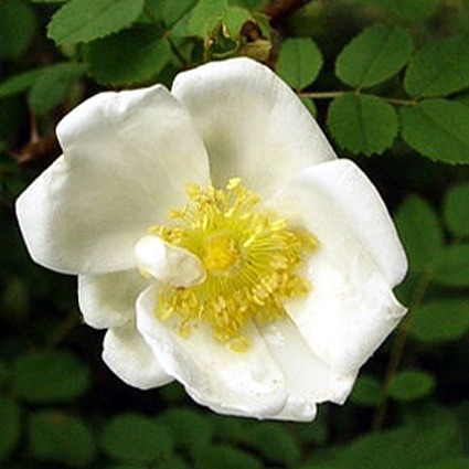Photos Rosa pimpinellifolia - Rose