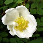 Photos Rosa pimpinellifolia
