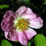 Photos Rosa