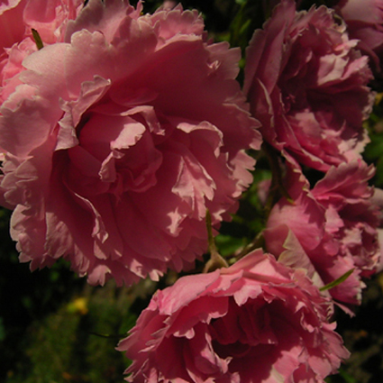 Photos Rosa - Rose
