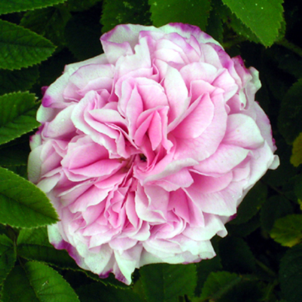 Photos Rosa - Rose
