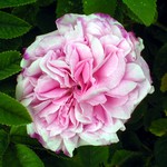 Photos Rosa