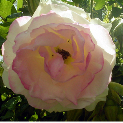 Photos Rosa - Rose