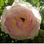 Photos Rosa