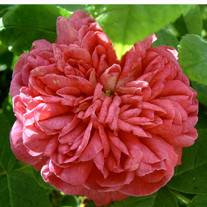 Photos Rosa - Rose