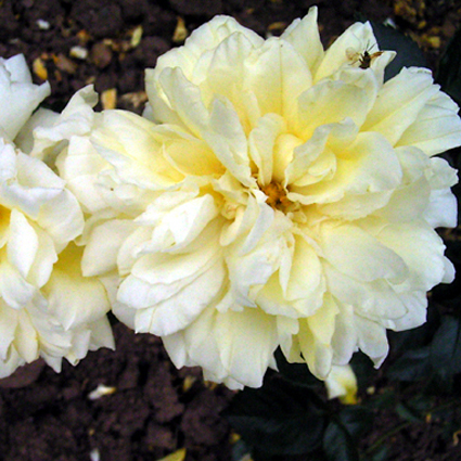 Photos Rosa - Rose