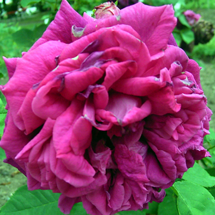 Photos Rosa - Rose