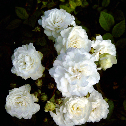 Photos Rosa - Rose
