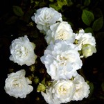Photos Rosa