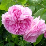 Photos Rosa