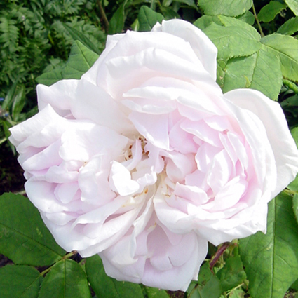 Photos Rosa - Rose