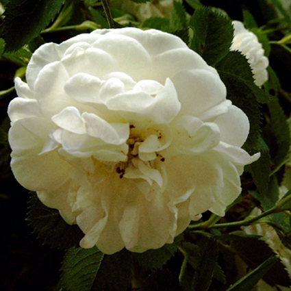 Photos Rosa - Rose