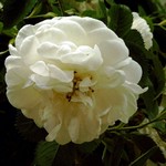 Photos Rosa