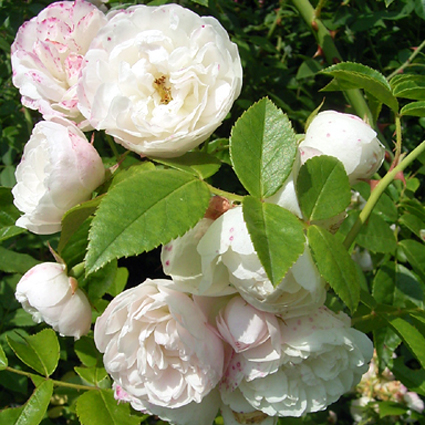Photos Rosa - Rose