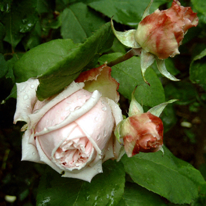 Photos Rosa - Rose