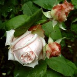 Photos Rosa
