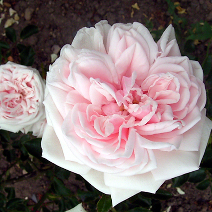 Photos Rosa - Rose
