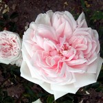 Photos Rosa