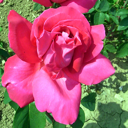 Photos Rosa - Rose