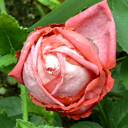 Photos Rosa - Rose
