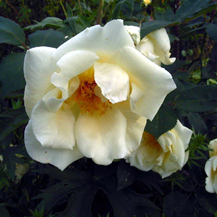 Photos Rosa - Rose
