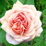 Photos Rosa