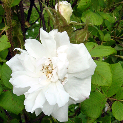 Photos Rosa - Rose