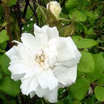 Photos Rosa