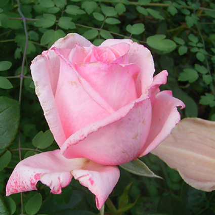 Photos Rosa - Rose