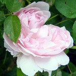 Photos Rosa